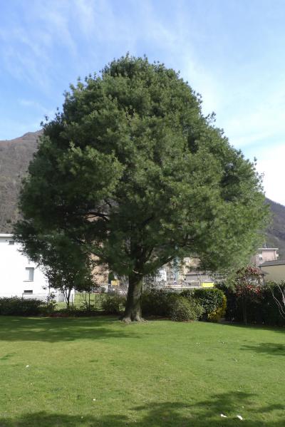 mostra le immagini del giardino